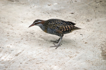buff banded rail