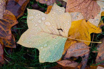 autumn leaves and green grass