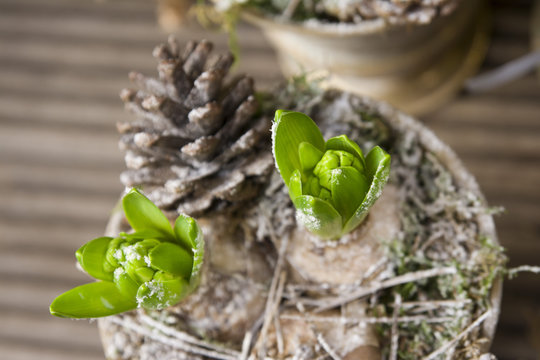 Hyacinth Bulbs In Pot