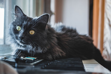 Gray cat lies on the piano