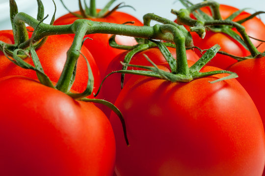 Ripe tomatoes on a branch