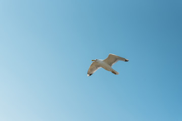 Flying seagull in the blue sky