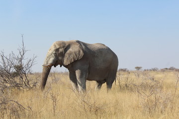 Obraz na płótnie Canvas Elefant in der Savanne
