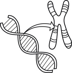 Vector illustration of DNA and chromosome.