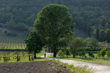 Colli berici