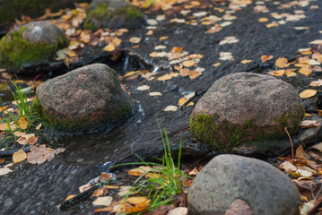 Water stream - creek with floating yellow leaves