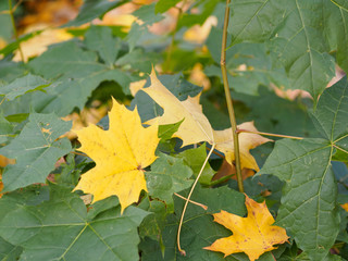 Fototapeta na wymiar Green bush with maple leaves lying on it