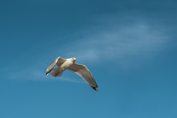 Flying seagull in the blue sky