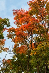 Crown of autumn trees against the blue sky
