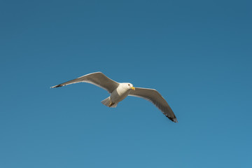 Fototapeta na wymiar Flying seagull in the blue sky