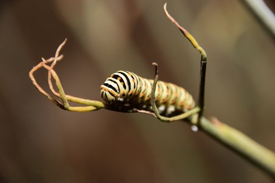 green, caterpillar, machaon, Wurm, Raupe, Schmetterling, Ausland, Tier, Urlaub, Klein, Welt, Miniatur, Schwarz, Gelb, Gr&uuml;n