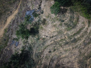 Deforestation. Rainforest trees cut down to make way for oil palm plantations. Elephant used to knock down trees