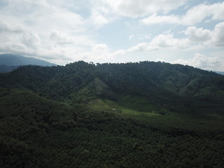 Rainforest and oil palm plantations in Thailand