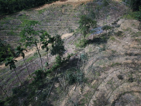 Deforestation. Rainforest trees cut down to make way for oil palm plantations. Elephant used to knock down trees