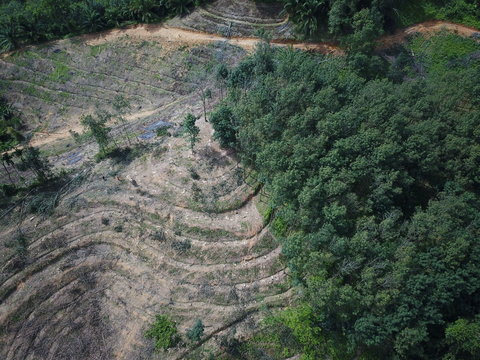 Deforestation. Rainforest trees cut down to make way for oil palm plantations. Elephant used to knock down trees