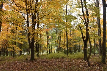 Autumn forest scene