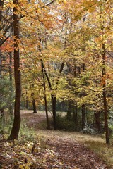 Path in autumn woods