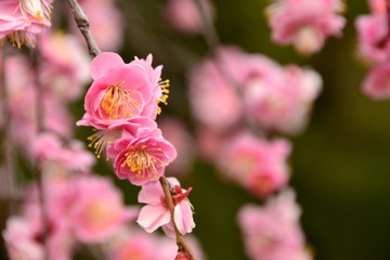 Fototapeta premium 梅の花