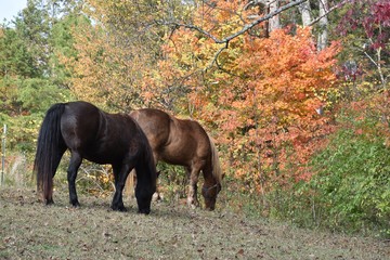 Horses in Autumn scene