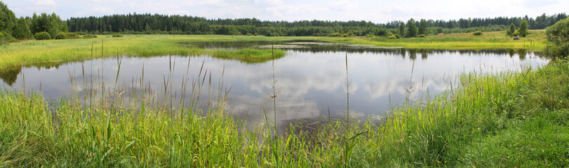 Panoramic view of a pond with green banks, overgrown with reeds and other near-water plants. A...