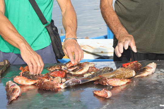 italy, palermo. Fresh fish. Fish market and fisherman