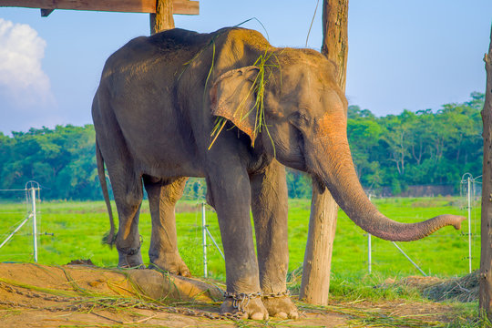 Beautiful elephant chained in a wooden pillar under a tructure at outdoors, in Chitwan National Park, Nepal, cruelty concept