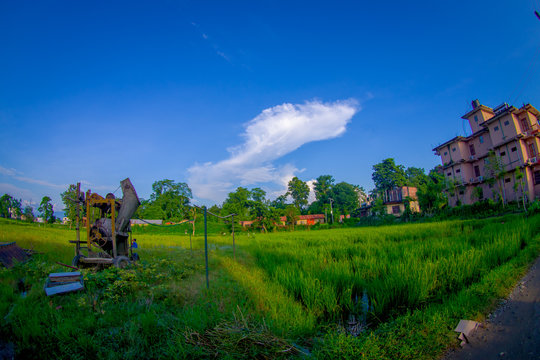 Close up of rice field in Sauraha