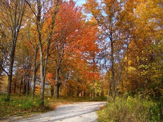 Fototapeta na wymiar Hiking a park path on a colorful autumn day