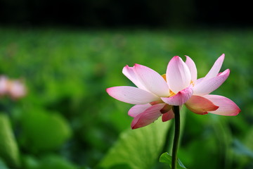 Fototapeta premium 雨上がりの夜明けに咲いた蓮 Dawn of lotus