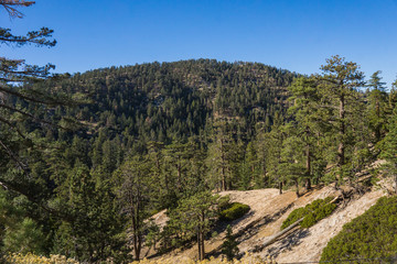 Fototapeta na wymiar Line of tall green pine trees covers the top of the San Gabriel Mountains in Los Angeles County.
