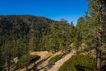 Obraz premium Pine Trees in San Gabriel Mountains