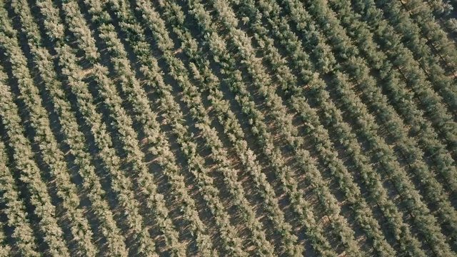 Valle de Guadalupe Wine Country Aerial Shot 5