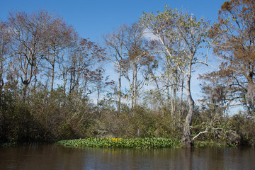 Wetlands of South Carolina
