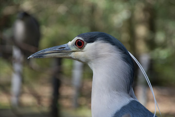 Heron bird in wetlands of South Carolina