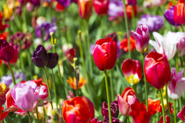 Macro Shot of  National Colorful Dutch Tulips Of The Selected Sorts Shot Against Blurred Background. Located in Keukenhof National Flowers Park in the Netherlands.