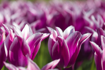 Obraz premium Nature and Botanical Concepts. Macro Shot of Dutch Tulips of Ballade Sort Against Blurred Background. Located in Keukenhof National Park in the Netherlands