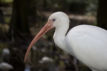 North American Wetland Bids 