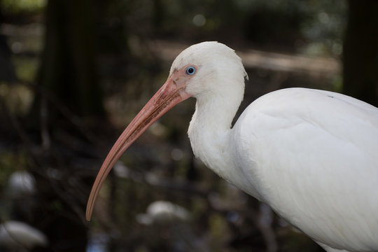 North American Wetland Bids 
