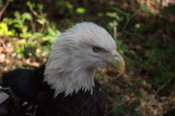 American Bald Eagle