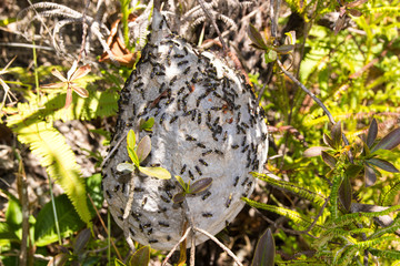 Abelhas Silvestres Carrancas