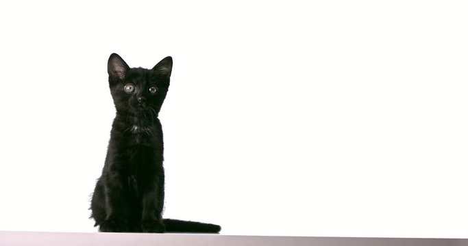 Cute black kitten on white background
