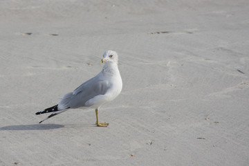 Seagull on the Beach Sand