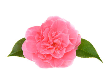 Fototapeta na wymiar One Marie Bracey Camellia bloom isolated on white background. Bright pink flowers emerge from the Marie Bracey Camellia. With large 4-5 inch blooms,