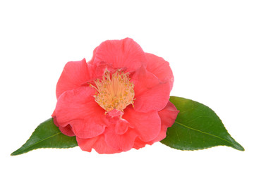 Camellia japonica isolated on white background. Known as common camellia,  or Japanese camellia, is one of the best known species of the genus Camellia. Sometimes called the Rose of winter