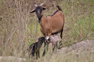 goats1