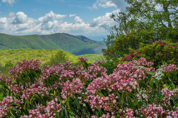 Sunny Spring Day on Siler Bald