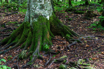 Forest trunk roots