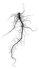 Black Root System - Taproot - Vector Illustration - obrazy, fototapety, plakaty