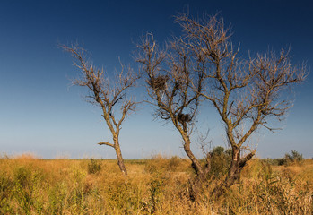 Fototapeta na wymiar Dry trees summer steppe