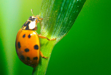 Ladybug on green grass macro close up with defocused background
